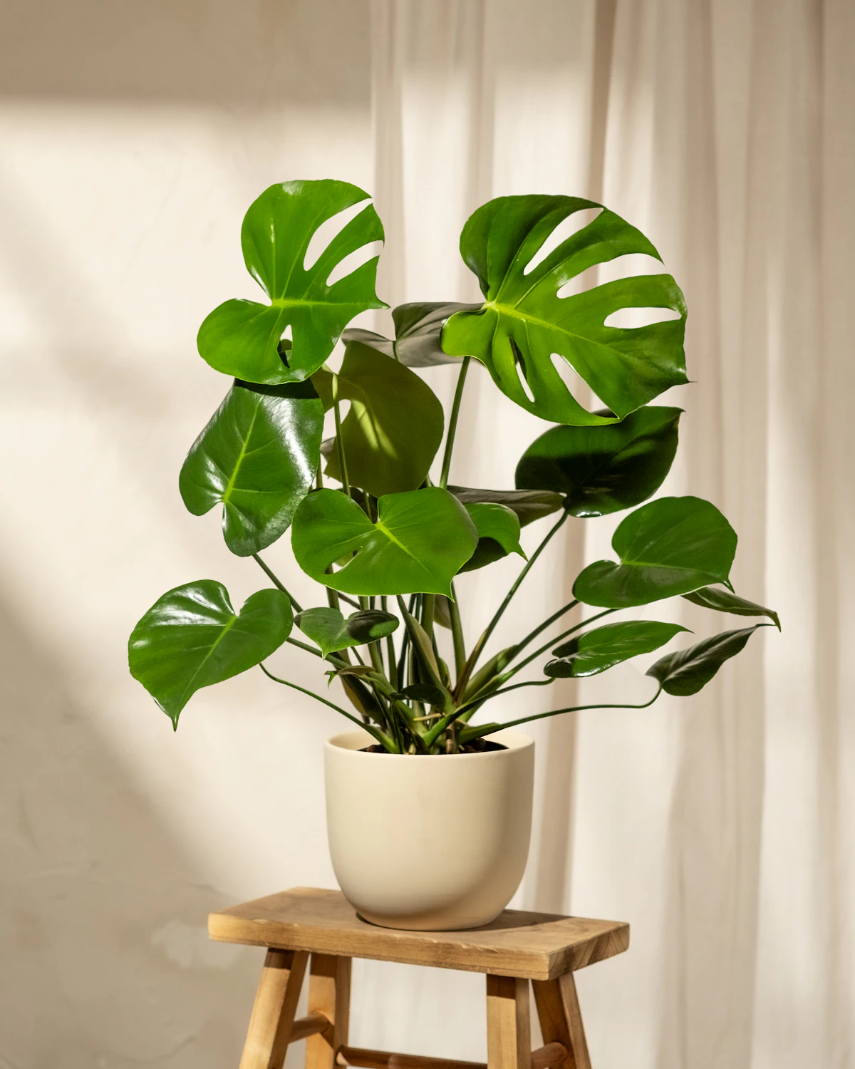 Photograph of a Monstera in a cream pot beside soft curtains